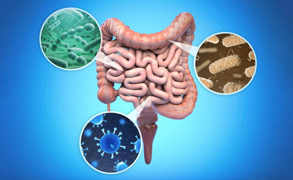 Featured image for “Understanding the GUT”